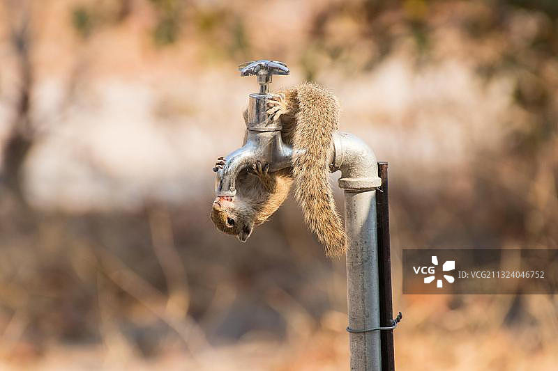 非洲博茨瓦纳的史密斯丛林松鼠图片素材