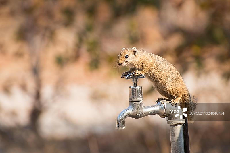 非洲博茨瓦纳的史密斯丛林松鼠图片素材