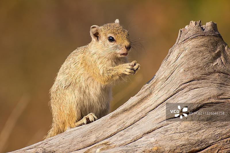 奥卡万戈三角洲赭足丛松鼠图片素材