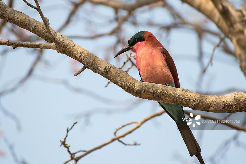 南部胭脂红蜂虎，莫雷米野生动物保护区，奥卡万戈三角洲，博茨瓦纳，非洲图片素材