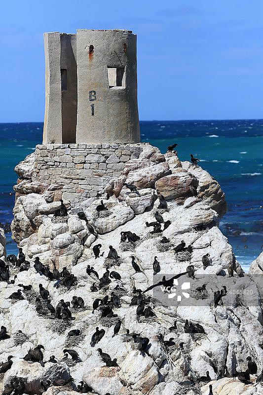 海角鸬鹚（Phalacrocorax capensis），繁殖地，企鹅自然保护区，斯托尼角，西开普省，南非，非洲图片素材