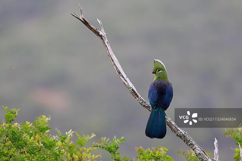 卡里加禁猎区中的克尼斯纳蕉鹃，南非西开普省图片素材