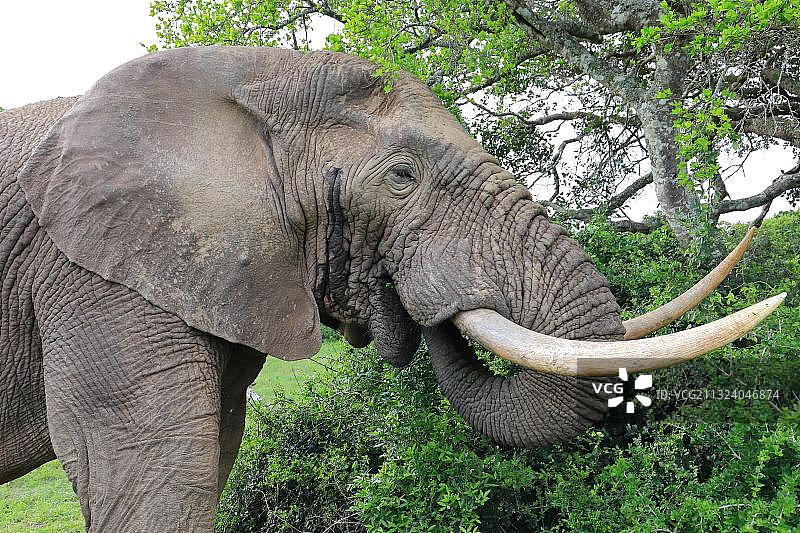 非洲象，南非西开普卡里加禁猎区图片素材