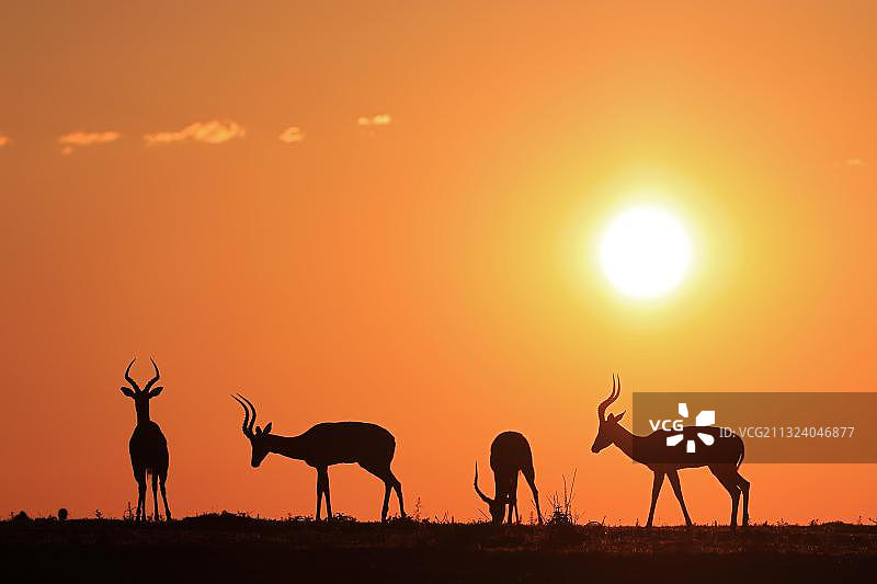 卡里加禁猎区内的雄性黑斑羚图片素材