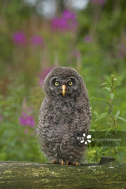欧洲德国，大灰猫头鹰幼鸟图片素材