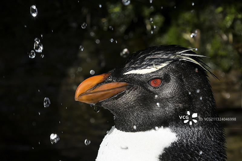 Saunders岛摇滚跳跃企鹅，福克兰群岛，英国，南美洲图片素材