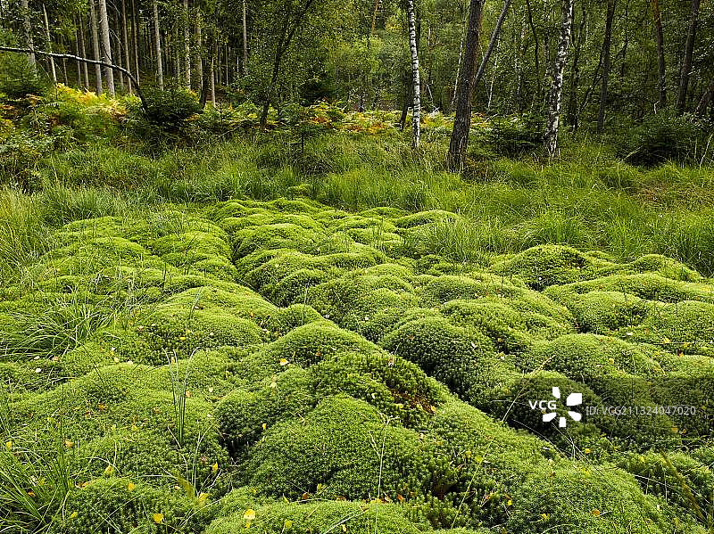 德国泥炭藓图片素材