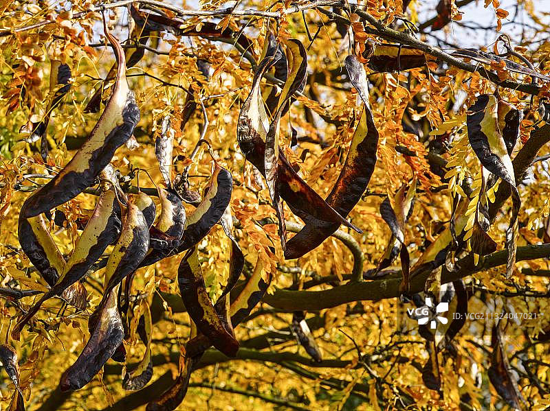 秋季的皂荚树，位于德国汉堡图片素材