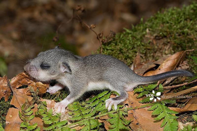 可食用睡鼠幼崽图片素材