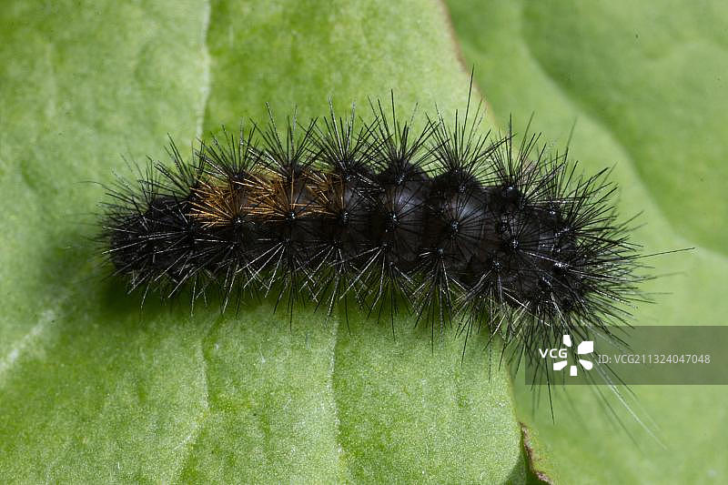 木老虎（Parasemia plantaginis）毛虫图片素材