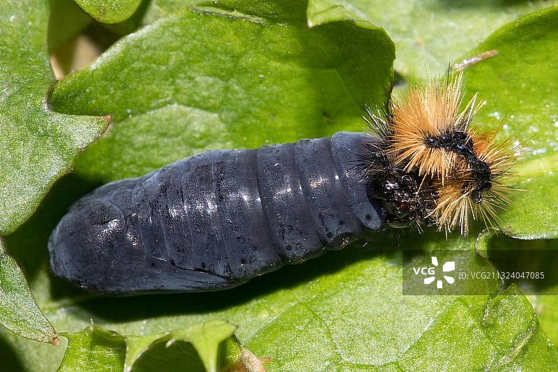 虎蛾（Parasemia plantaginis）蛹，毛虫头部图片素材