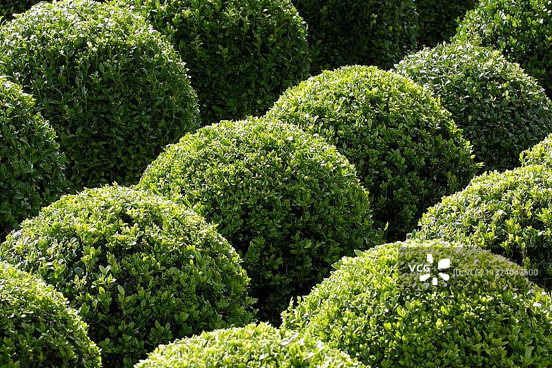 球形普通黄杨图片素材