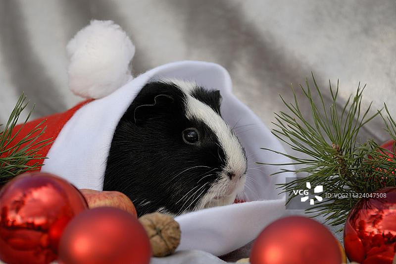 戴着圣诞帽的豚鼠（Cavia porcellus）图片素材