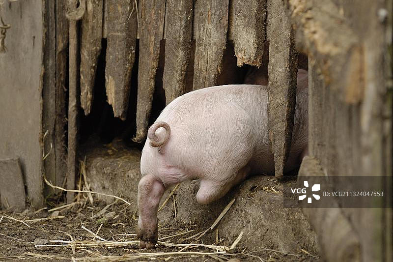 家猪：小猪走进猪圈图片素材