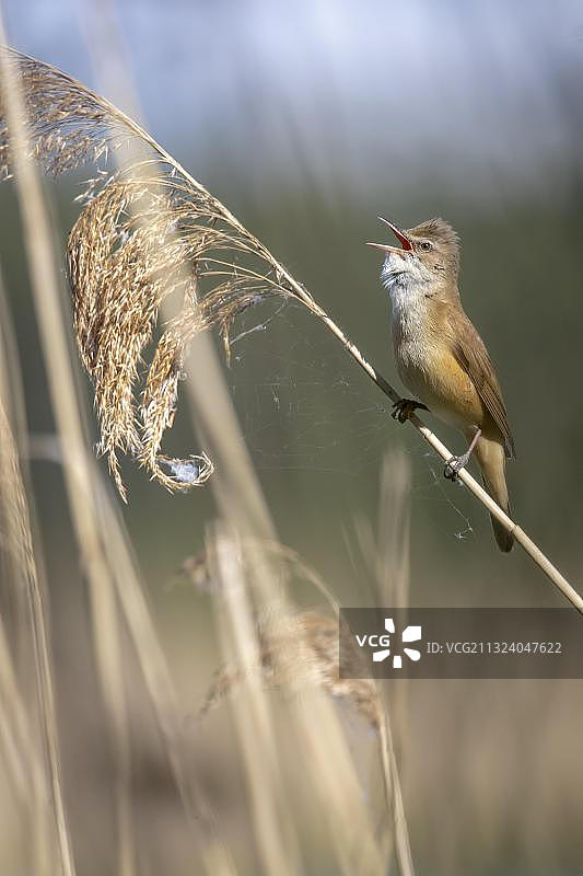 大苇莺，劳西茨，萨克森，德国，欧洲图片素材