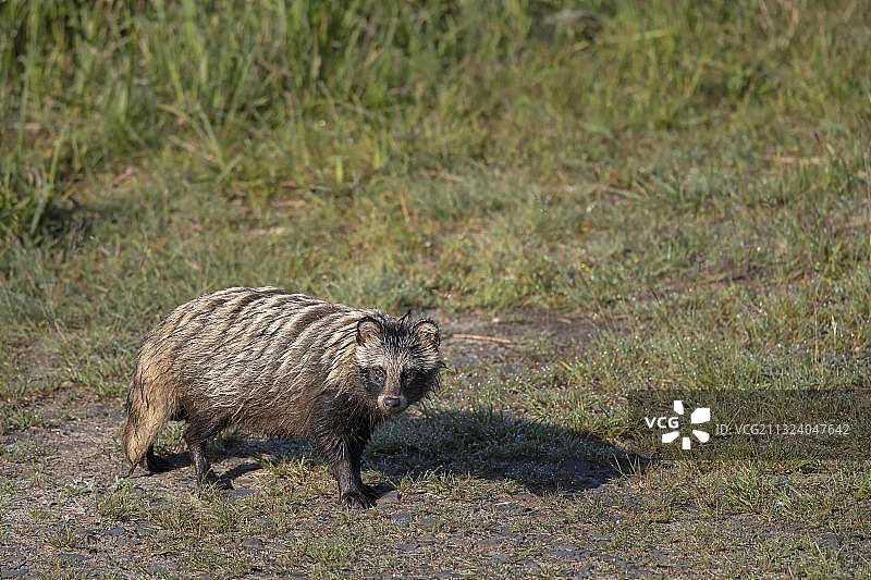 貉，德国萨克森州图片素材
