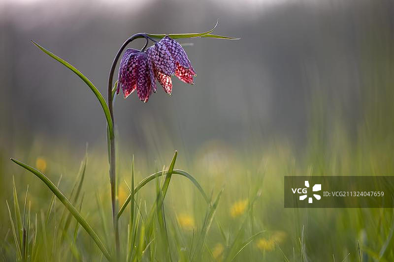 蛇头贝母图片素材