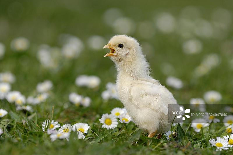 小鸡在雏菊之间图片素材
