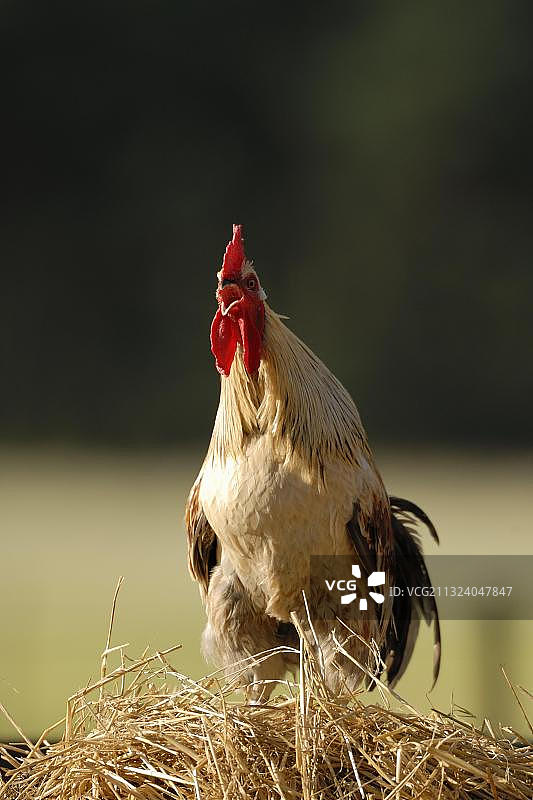 粪堆上的家养公鸡图片素材