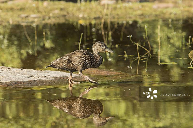北美加拿大魁北克拉莫里西国家公园湖岸上的黑鸭图片素材