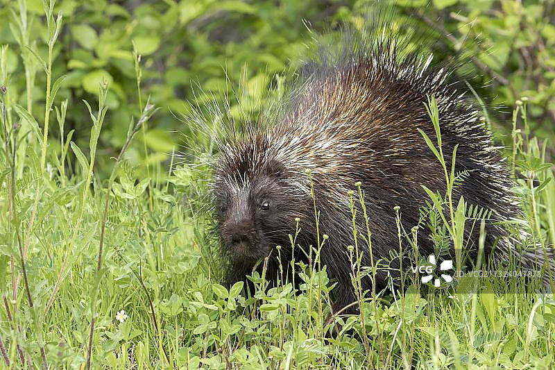 北美豪猪图片素材