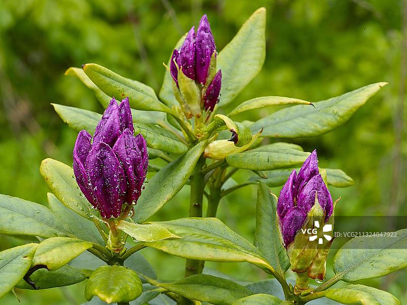 德国的杜鹃花芽图片素材