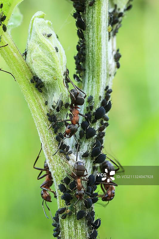 大红木蚁，德国，欧洲图片素材