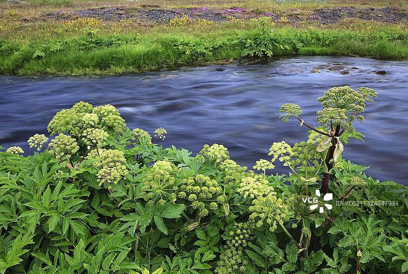 挪威当归图片素材