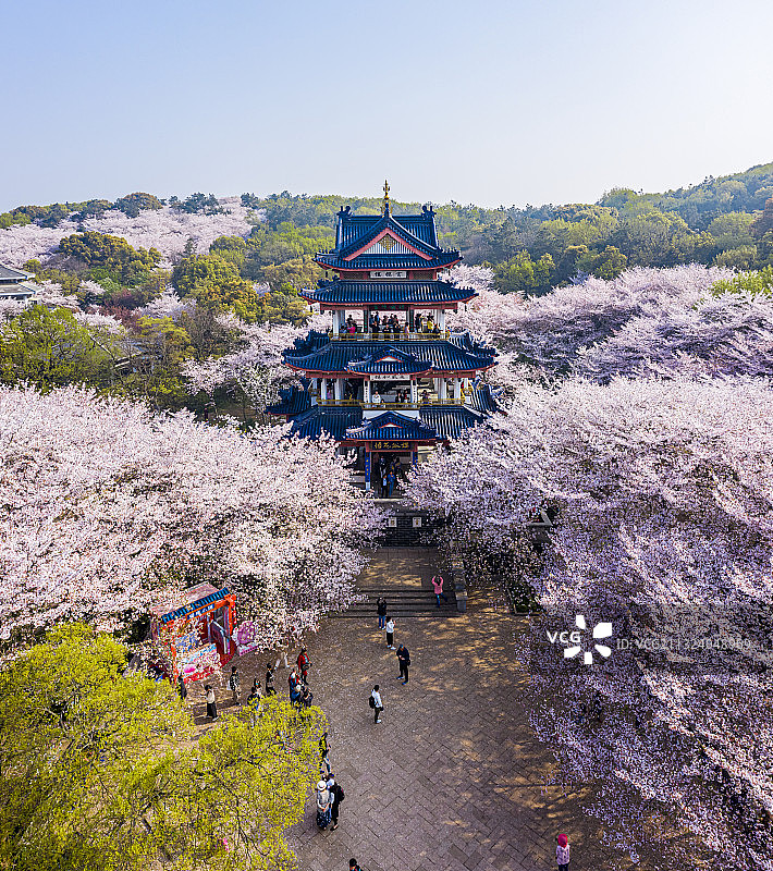 鼋头渚樱花图片素材