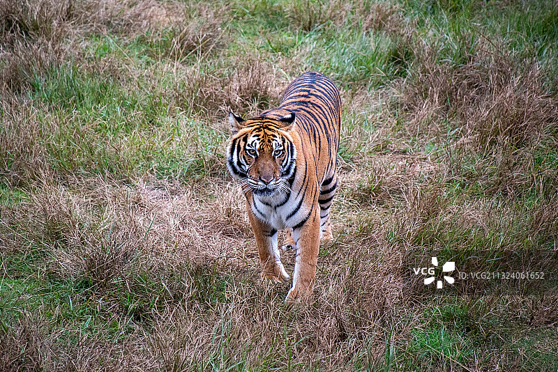 上杭梅花山华南虎图片素材