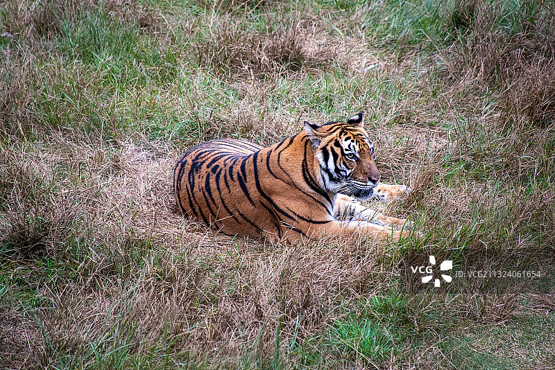 上杭梅花山华南虎图片素材