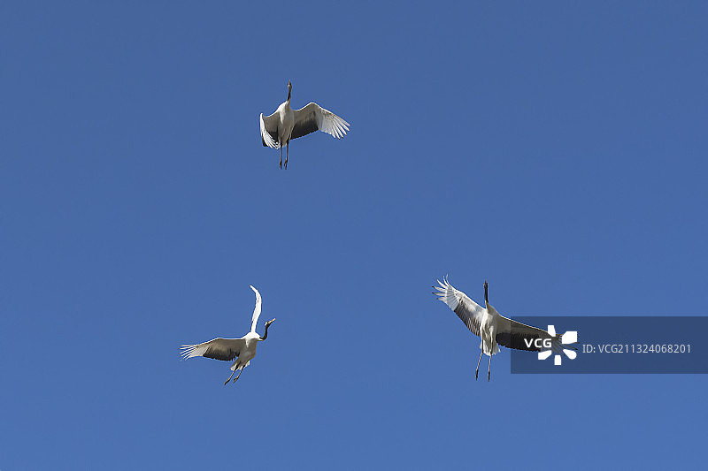 空中芭蕾图片素材