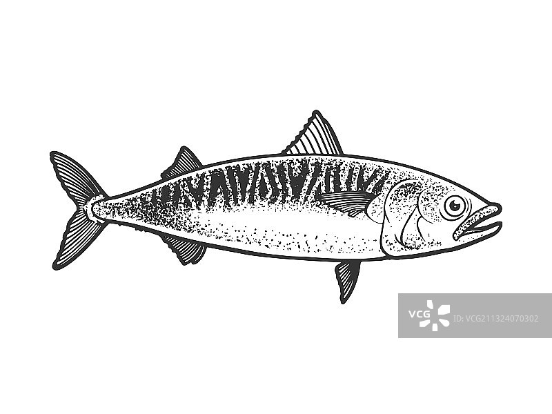 鲭鱼素描图片素材