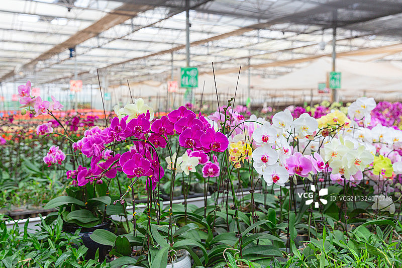 现代特色农业：温室大棚培育花卉蝴蝶兰图片素材