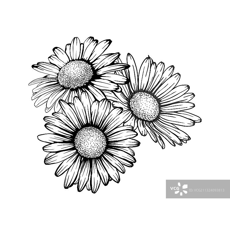 美丽的黑白单色雏菊图片素材