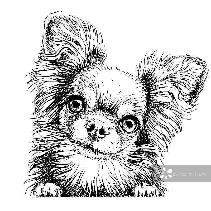 吉娃娃狗墙贴图片素材