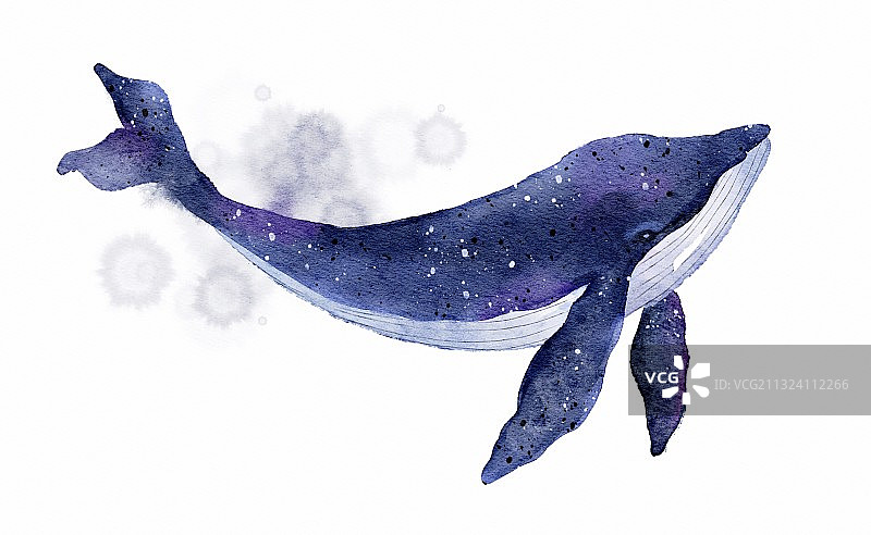 鲸鱼水彩插画图片素材
