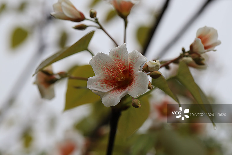 桐油花开了图片素材