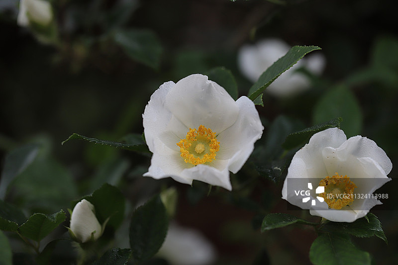 金樱子图片素材