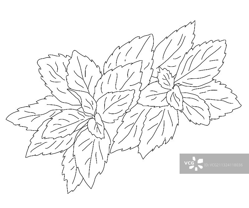 手绘薄荷枝叶图片素材