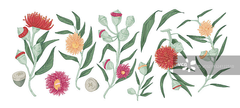 带叶子和花的桉树枝图片素材