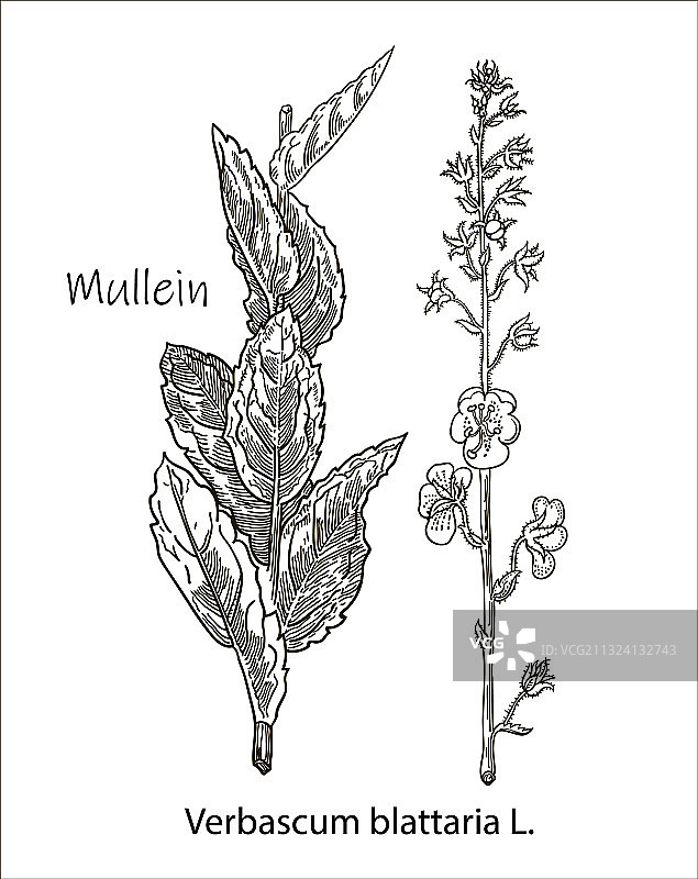 毛蕊花复古雕刻图案图片素材