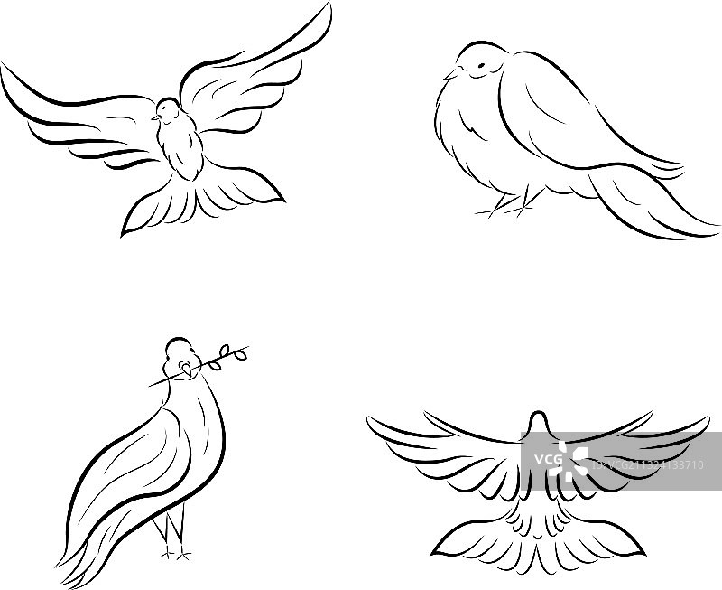 黑白鸽子图片素材