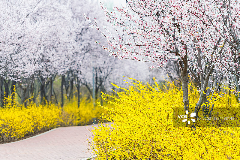 河南郑州植物园春季樱花紫叶李与迎春花小路户外风光图片素材