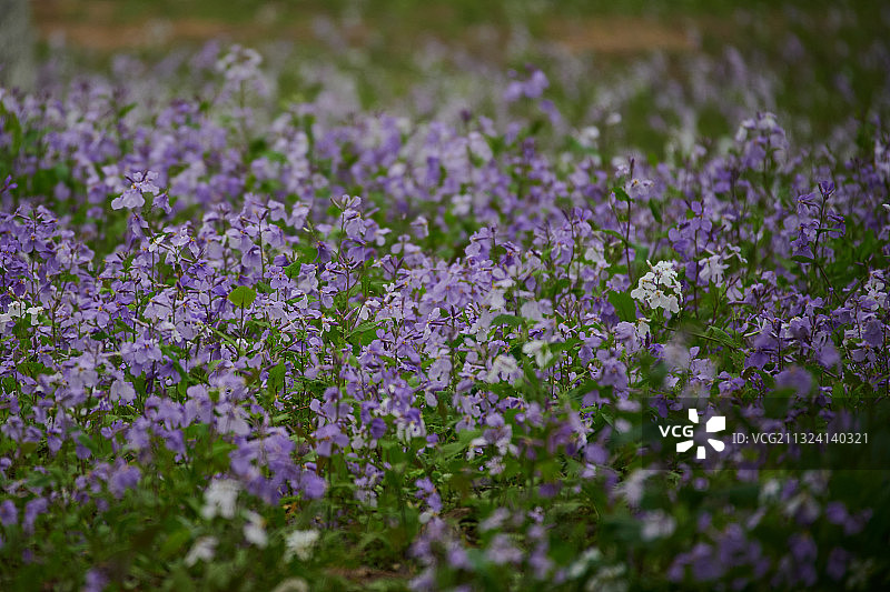 二月蓝图片素材