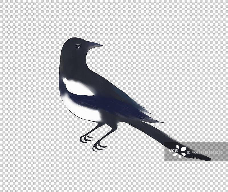 喜鹊插画素材图片素材