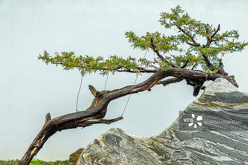 盆景园，拍摄于南京中山植物园图片素材