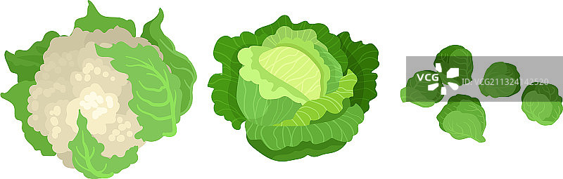 花椰菜和球芽甘蓝等绿色蔬菜图片素材