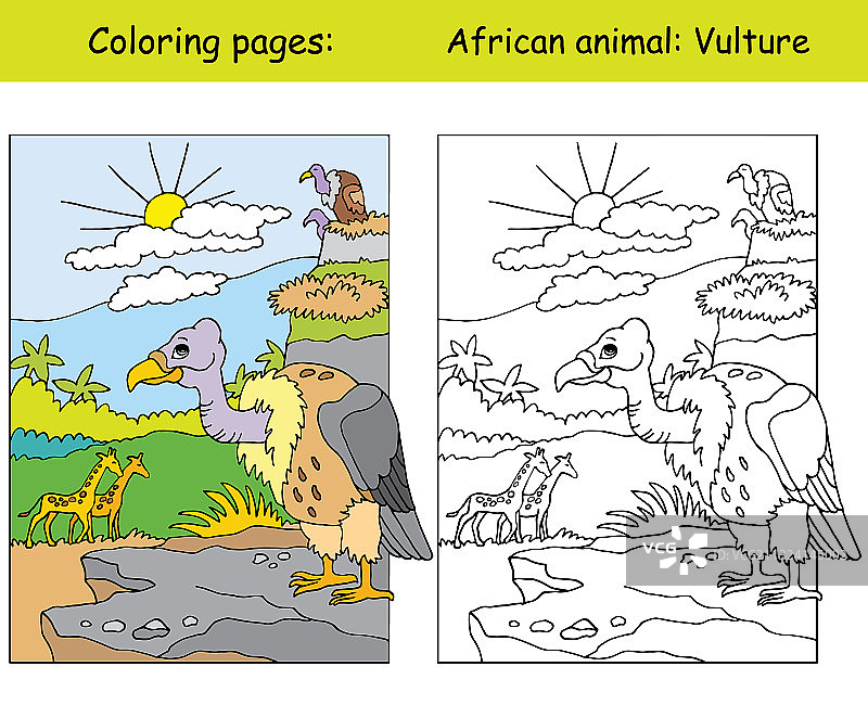 给秃鹫着色图片素材