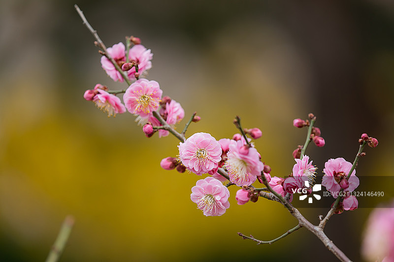 一枝梅图片素材